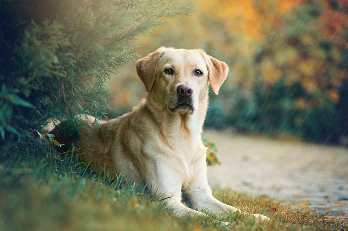 Labrador Retriver: origini, carattere e addestramento