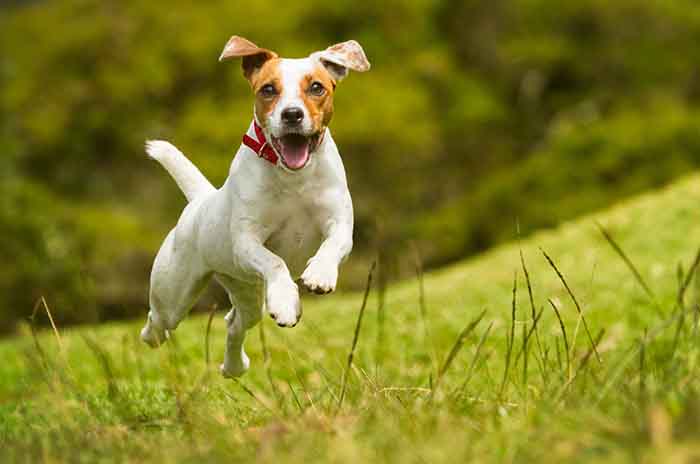Jack Russel: il cane che vive più a lungo