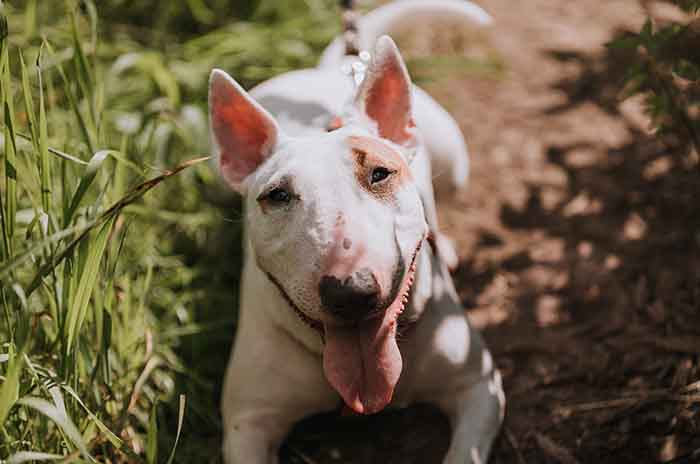 Bull Terrier Miniature: origine, carattere e adozione