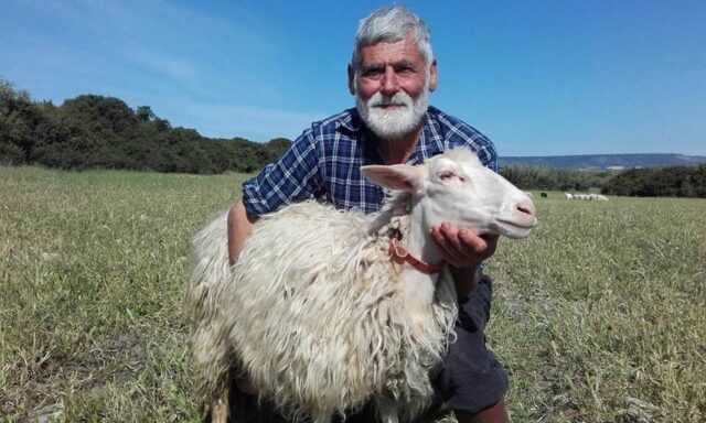 Sardinia Farm: come adottare una pecora