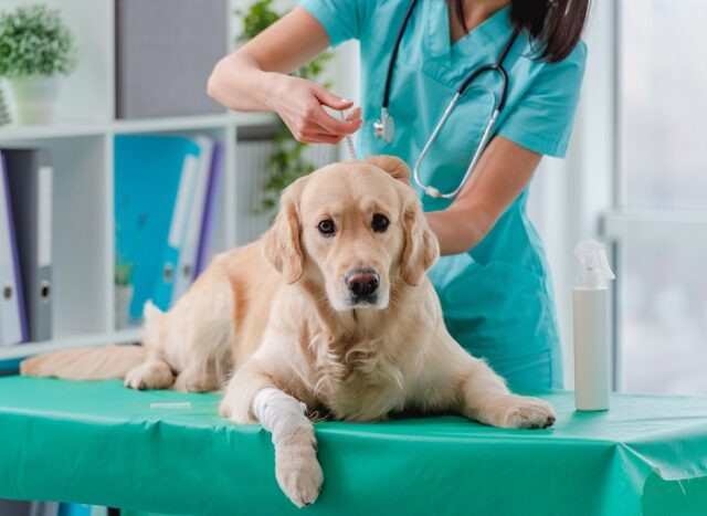 Vaccinazioni dei cani: quando e come farle