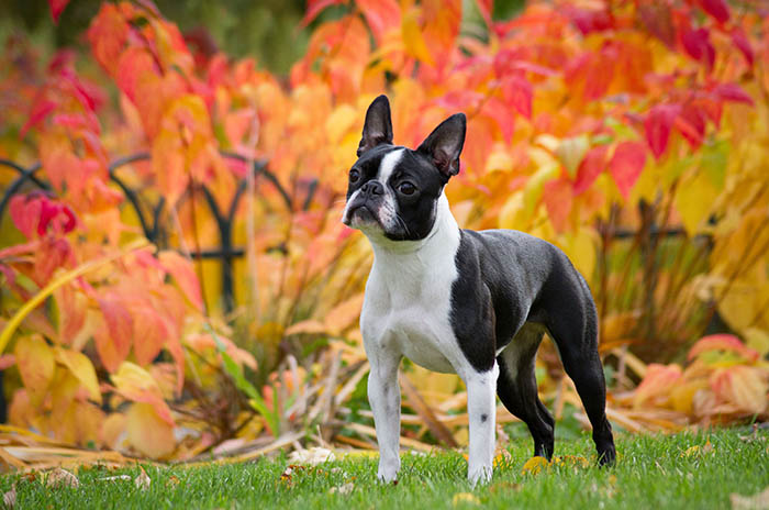 Boston Terrier: origini, carattere e dove si trova