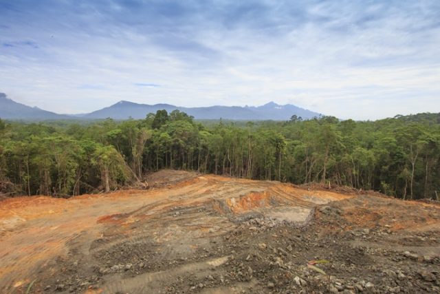Deforestazione in Indonesia, nella provincia di Papua distrutta un’area pari al Friuli-Venezia Giulia