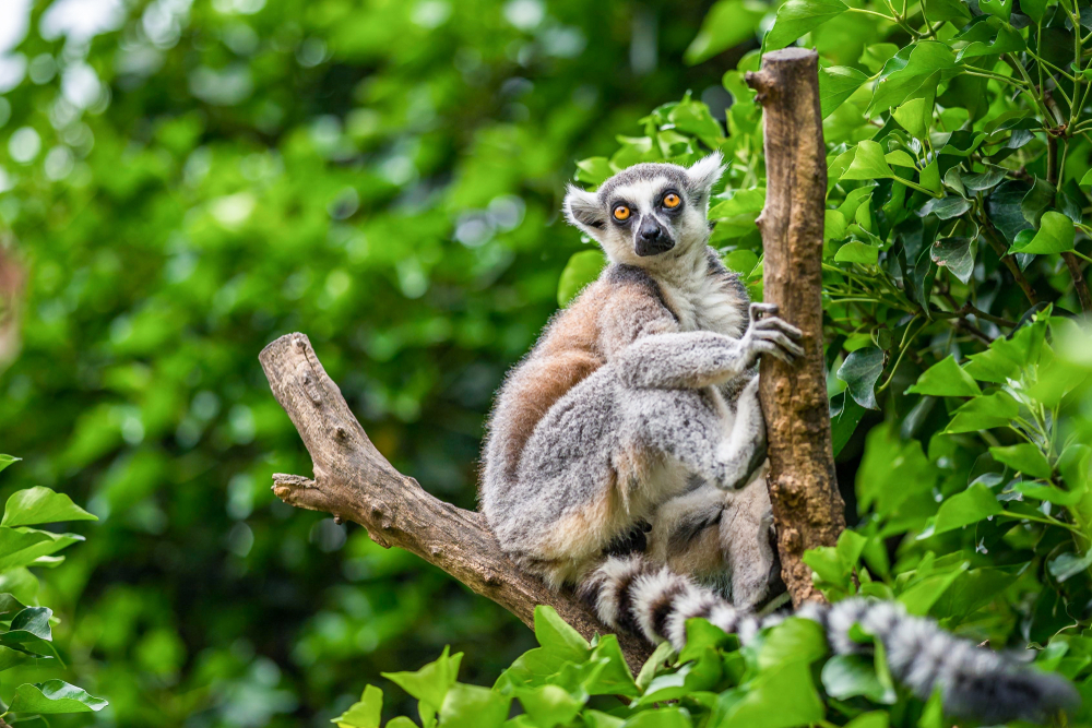 lemure. madagascar, detenzione illegale