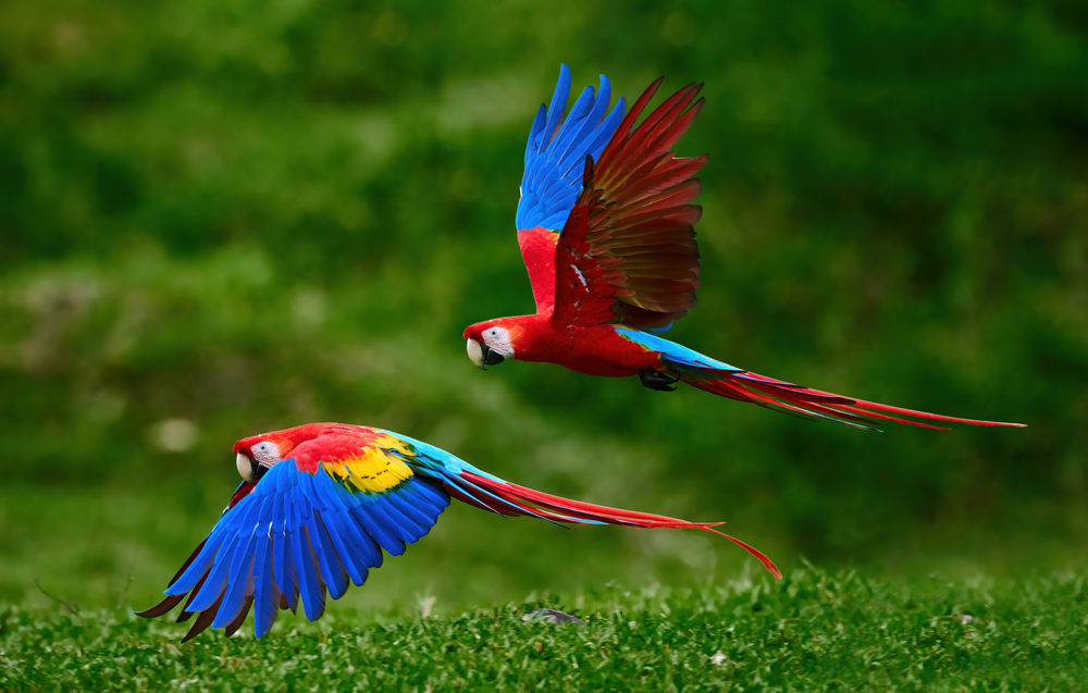 pappagalli sud america, animali esotici vietati in Italia
