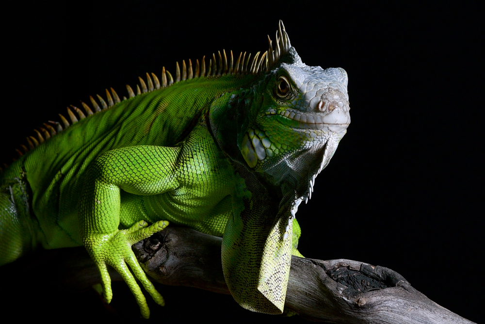 animali esotici vietati, iguana