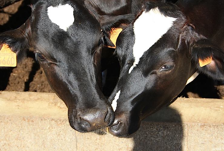 L’azienda agricola Bosco Gerolo, che vende formaggi e biometano ricavato dal letame delle mucche