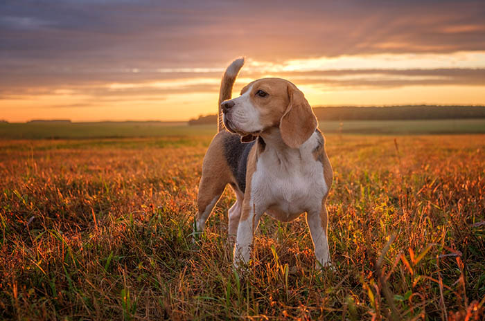 Beagle: aspetto, carattere e come adottarlo
