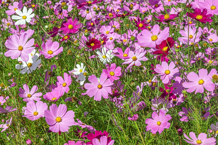 Cosmea: la pianta che regala fiori tutta l’estate