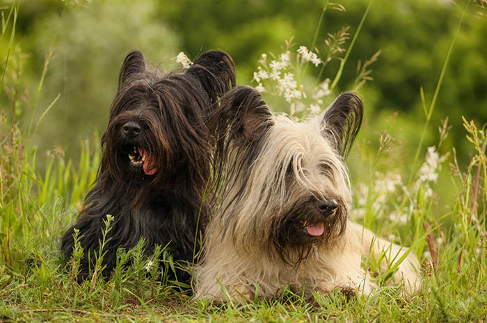 Skye Terrier: caratteristiche, pelo e taglia
