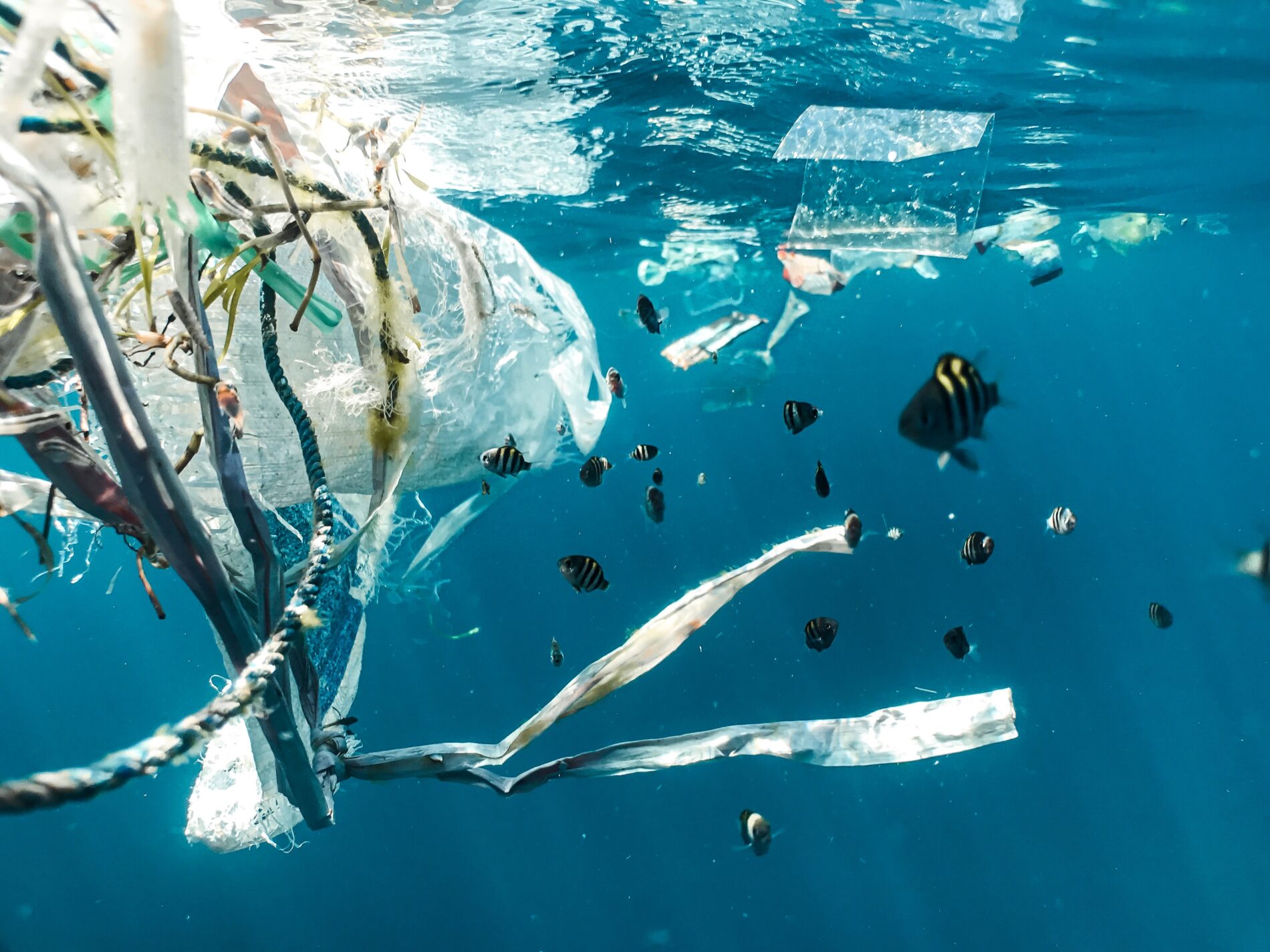 plastica nei mari, pesci inquinamento