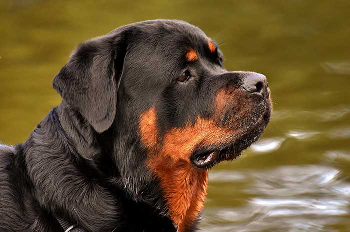 Rottweiler: origini, carattere, cure