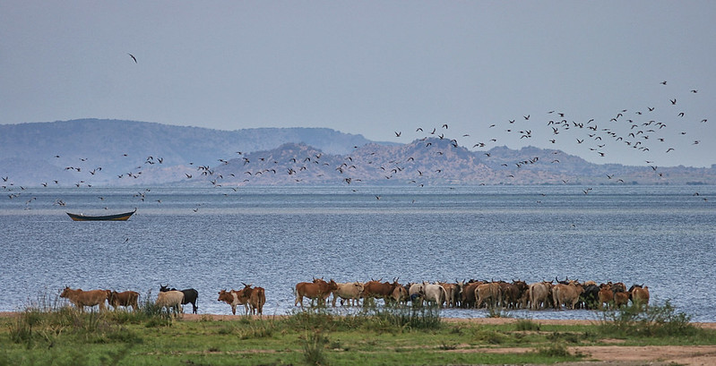 Lago Vittoria Tanzania Africa