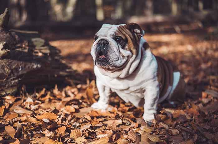 Bulldog inglese: aspetto, carattere e tutto ciò che c’è da sapere