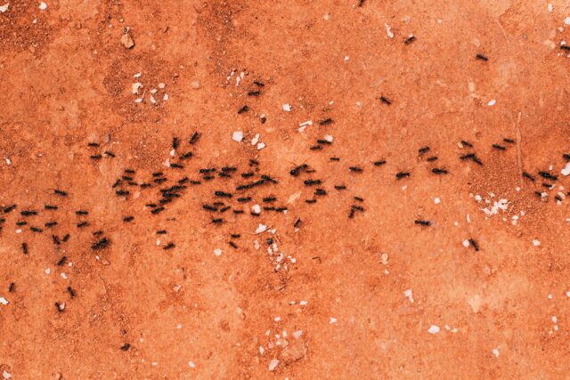 Perché le formiche sono così importanti