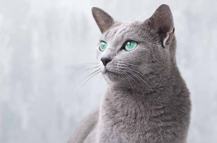 gatto blu di russia-