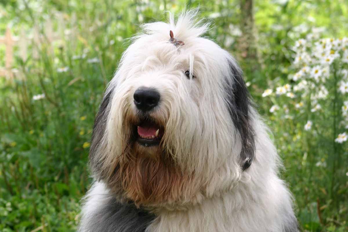 Bobtail: origini, aspetto, carattere del cane da pastore inglese