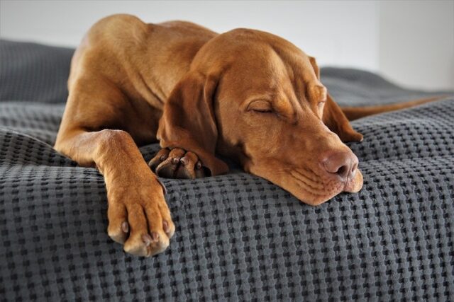 Come dormono i cani: 5 posizioni