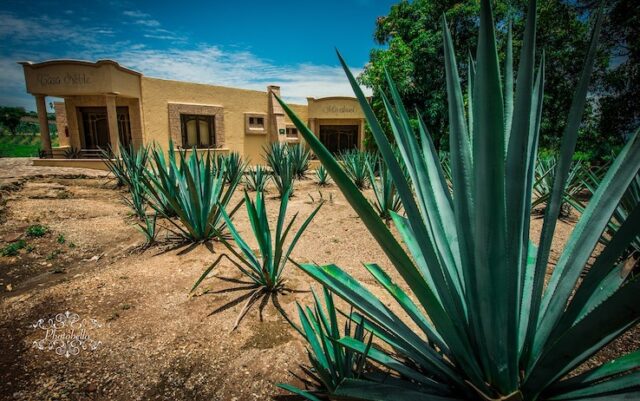 Agave: come si coltiva la pianta della tequila