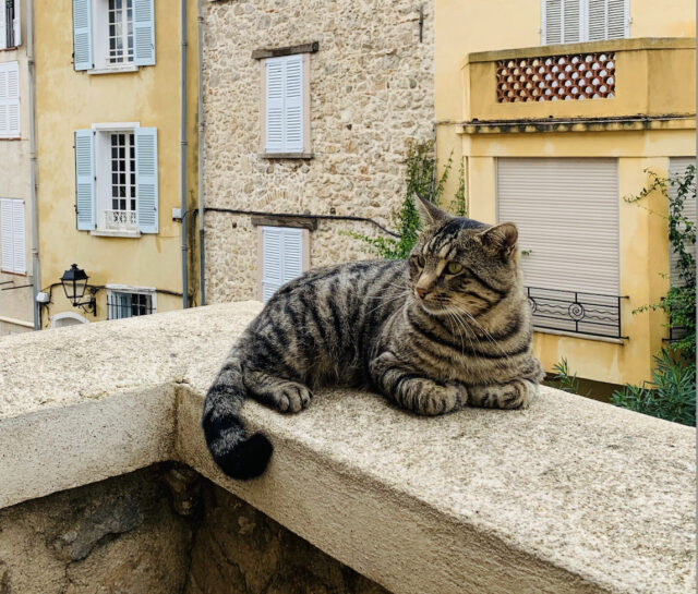 Come evitare la caduta del gatto dal balcone