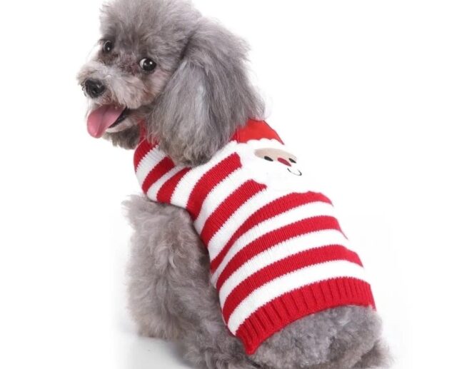 vestito cane maglione